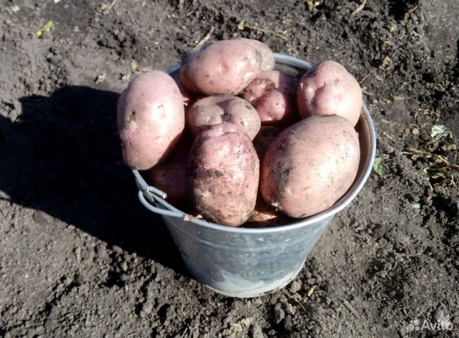 Продам крупный едавой картофель купить на Зозу.ру - фотография № 1