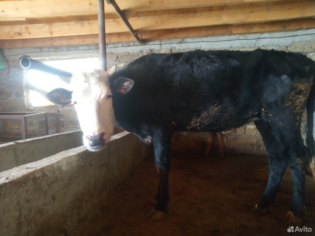 Корова и бык купить на Зозу.ру - фотография № 2