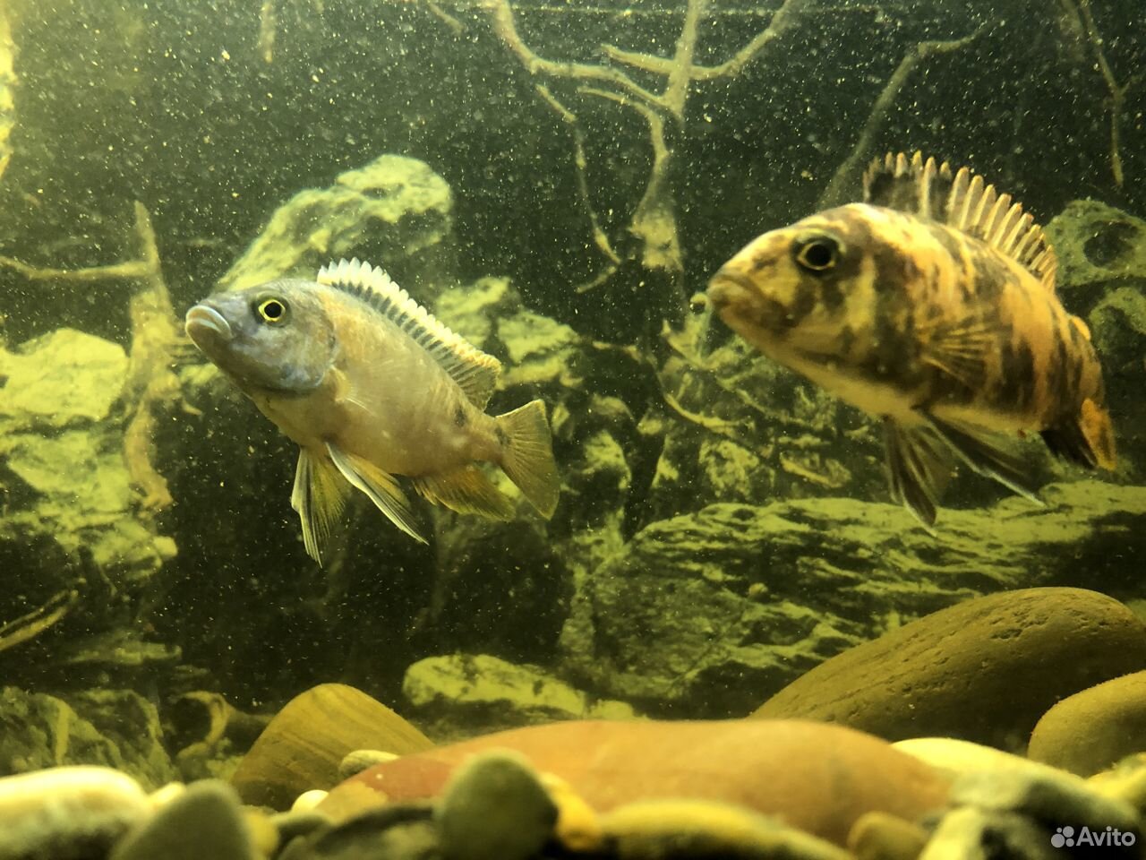 Большой готовый аквариум с рыбками купить на Зозу.ру - фотография № 10