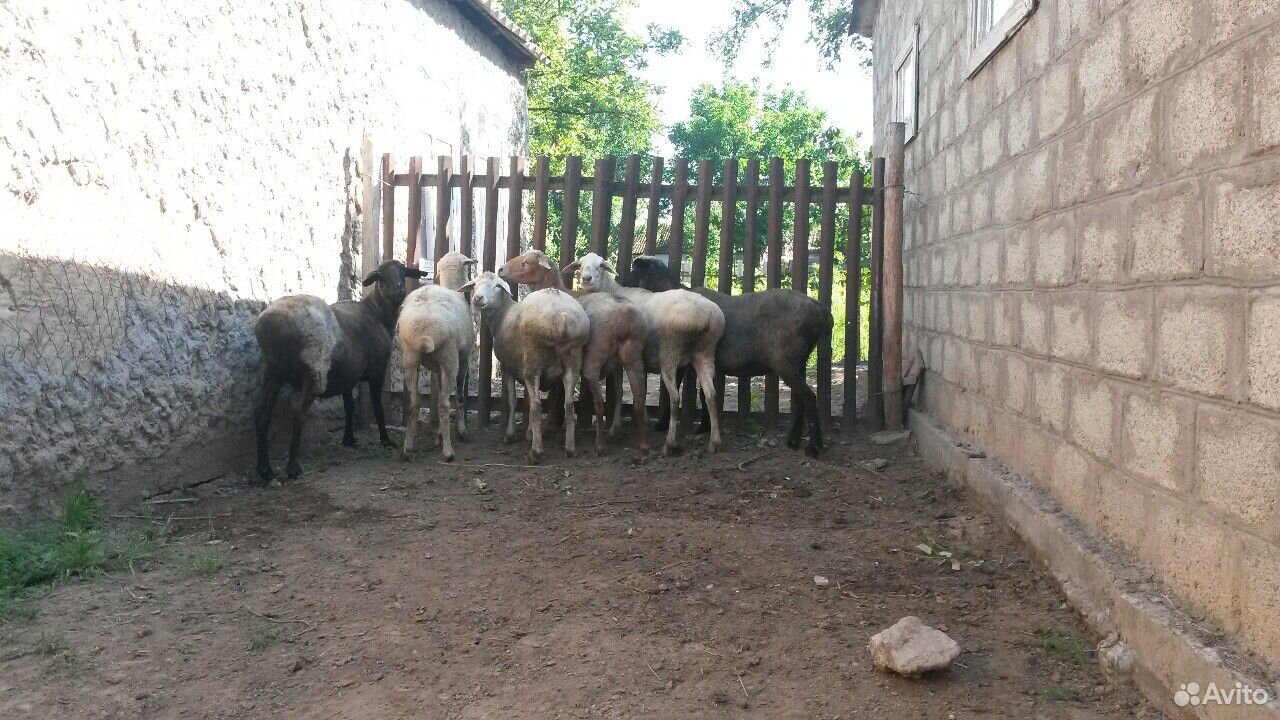 Овцы упитанные купить на Зозу.ру - фотография № 1