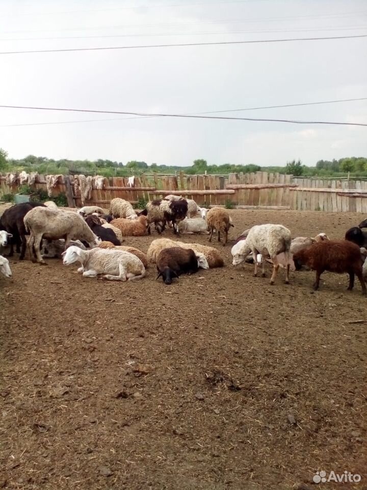 Овцы, бараны племенные купить на Зозу.ру - фотография № 7