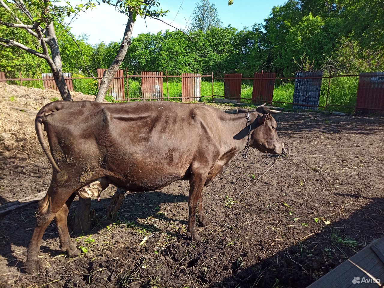 Продается корова купить на Зозу.ру - фотография № 4