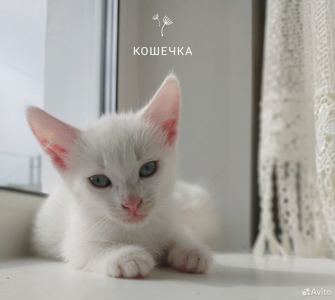 Белые котята - в добрые руки купить на Зозу.ру - фотография № 1