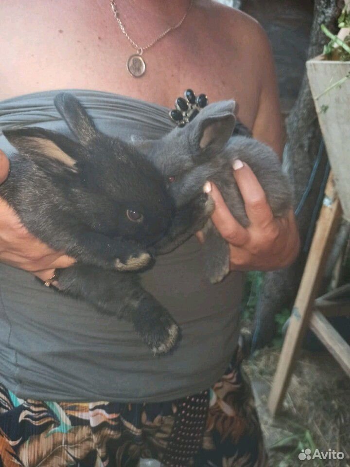 Маленькие кролики купить на Зозу.ру - фотография № 4
