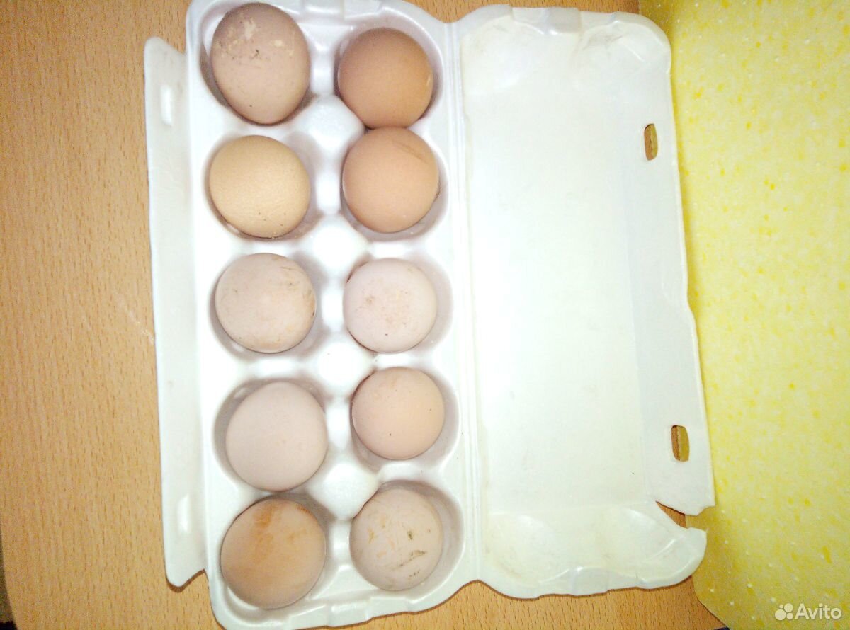Яйцо цисариное-инкубационное купить на Зозу.ру - фотография № 3