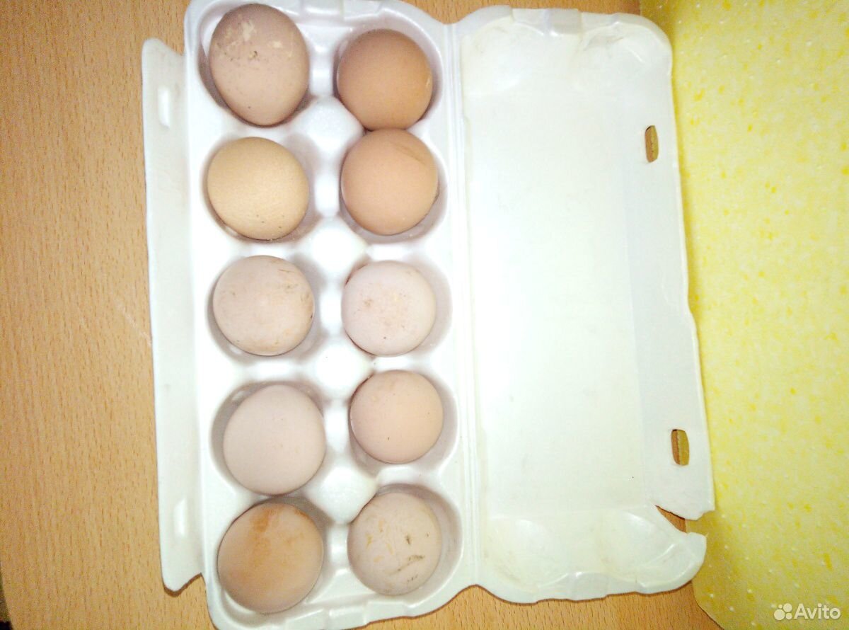 Яйцо цисариное-инкубационное купить на Зозу.ру - фотография № 1