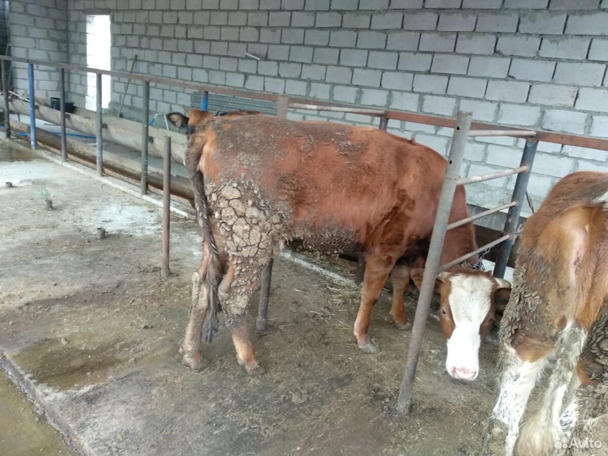 Продаю коров купить на Зозу.ру - фотография № 3