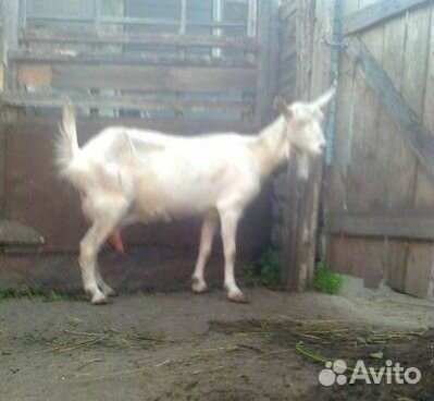 Коза нубийская,коза дойная,козочка нубийская купить на Зозу.ру - фотография № 4