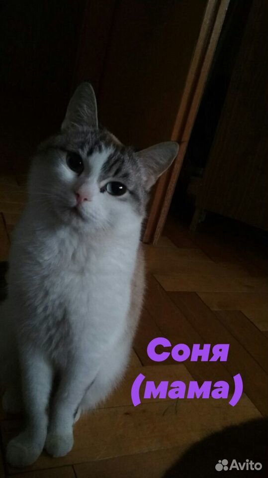 Домашние кошки купить на Зозу.ру - фотография № 2