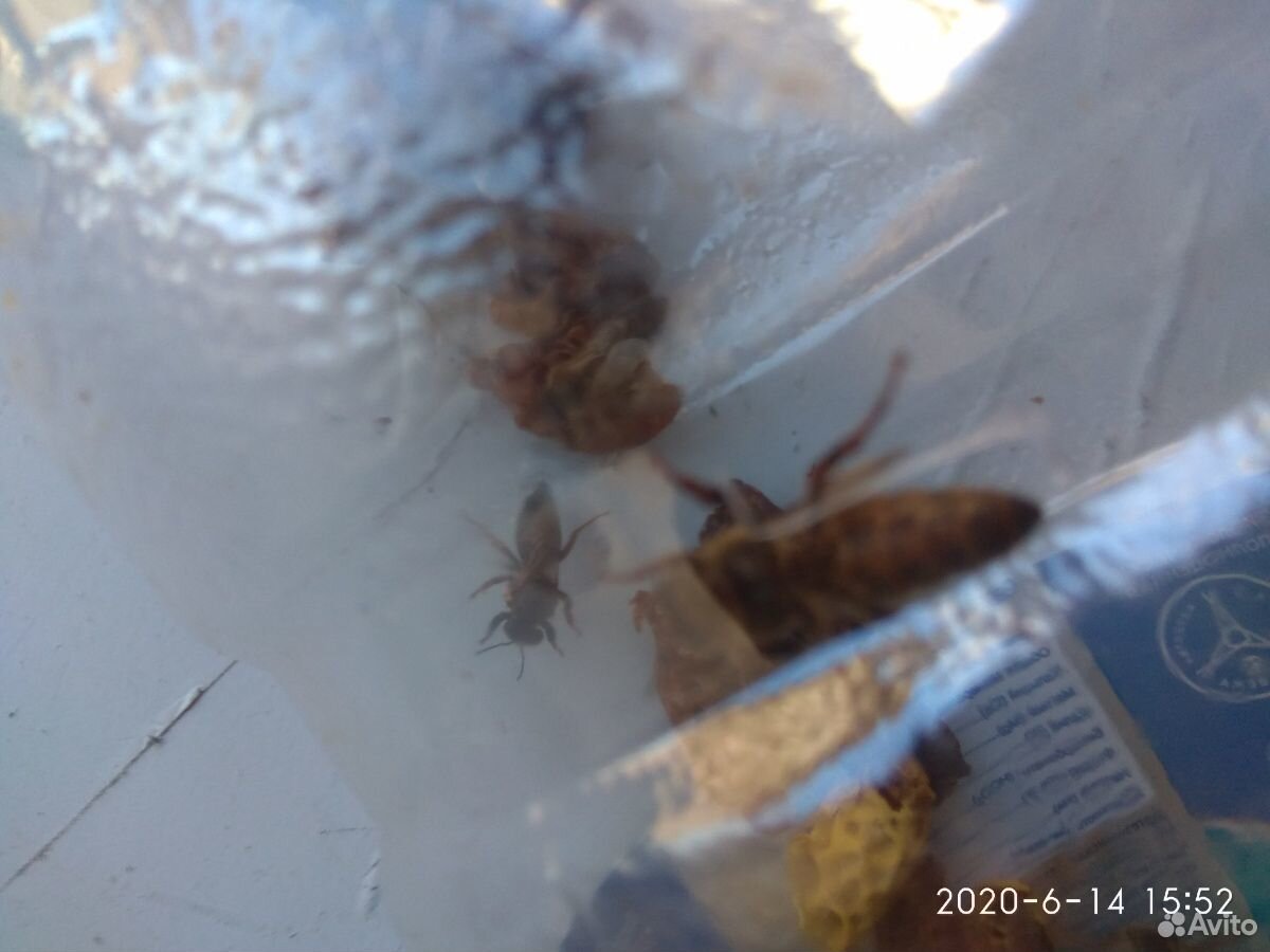 Матки пчелы купить на Зозу.ру - фотография № 3