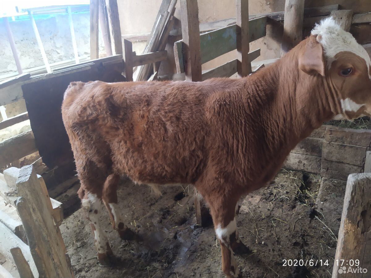 Продается корова мясомолочной породы. третий отел купить на Зозу.ру - фотография № 8