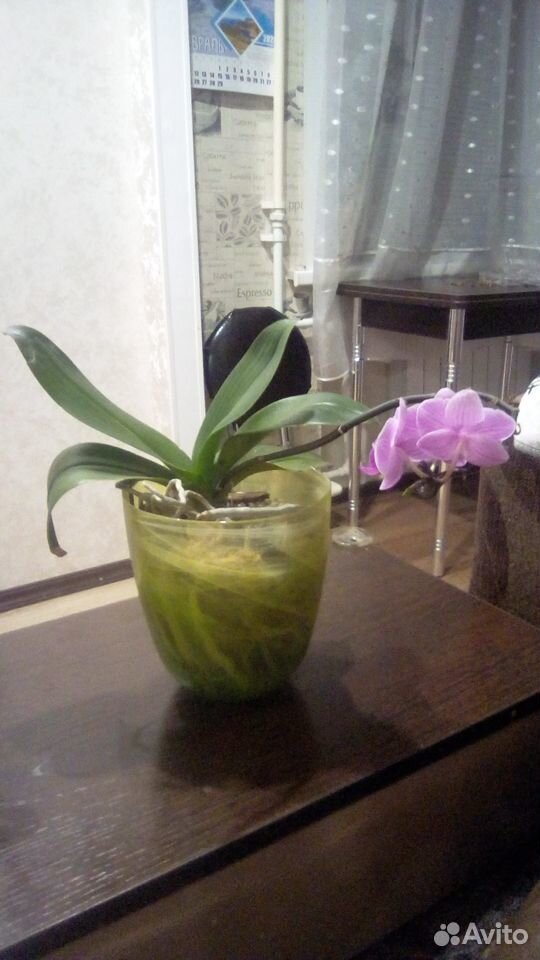 Продам орхидеи купить на Зозу.ру - фотография № 3