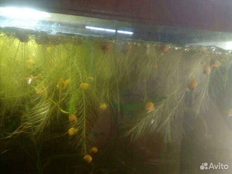 Аквариумное растение, малыши улитка ампулярия купить на Зозу.ру - фотография № 1