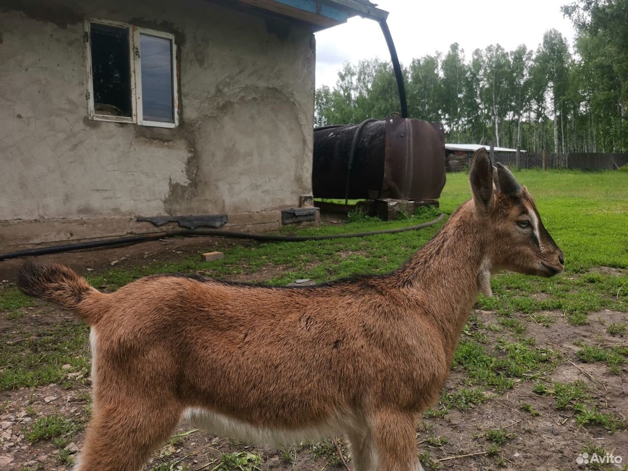 Зааненские козлята на племя купить на Зозу.ру - фотография № 2