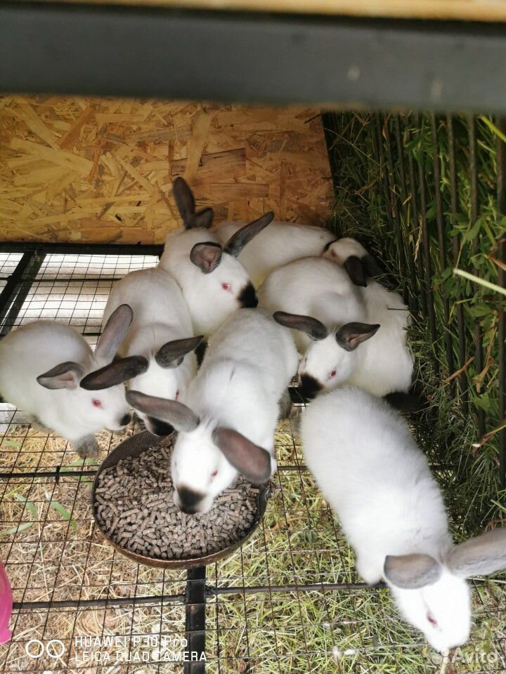 Кролики Калифорнийцы купить на Зозу.ру - фотография № 1