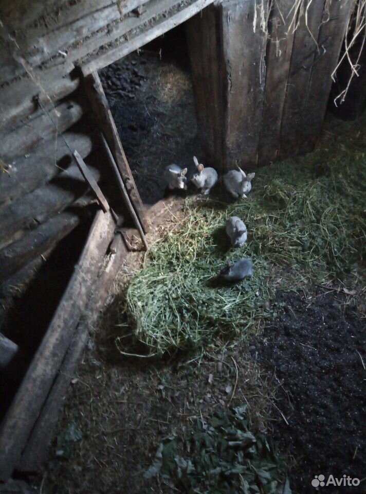 Кролики 3,5х месячные купить на Зозу.ру - фотография № 1