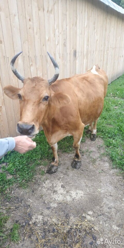 Продам корову породы Джерси купить на Зозу.ру - фотография № 4