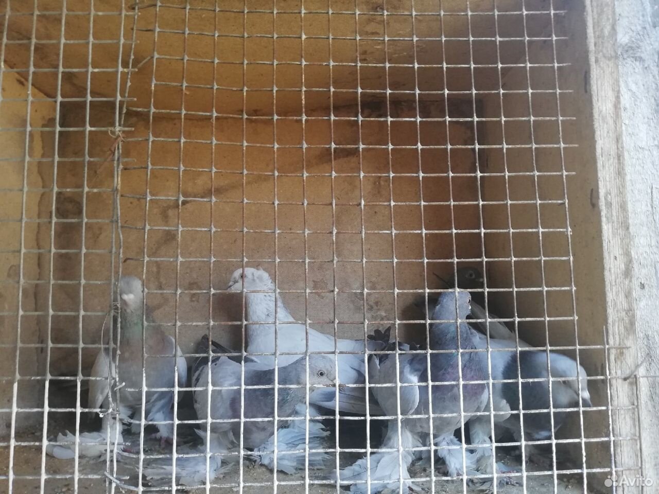 Бойные голуби купить на Зозу.ру - фотография № 9