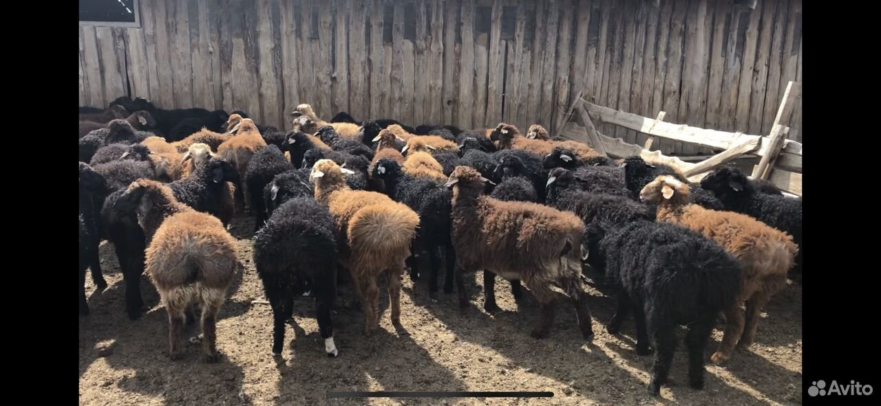Продаются овцы купить на Зозу.ру - фотография № 7