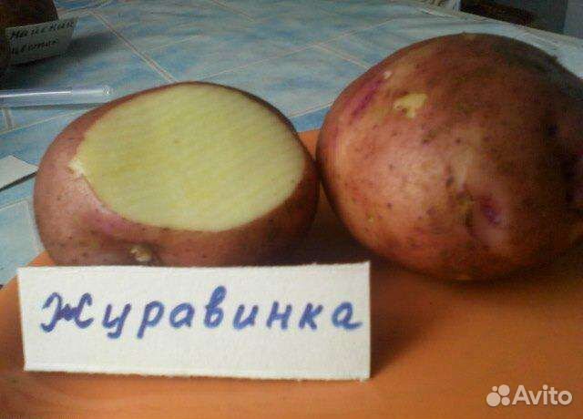Картофель красный "Журавинка" купить на Зозу.ру - фотография № 1