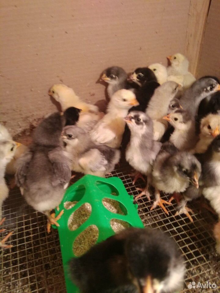 Цыплята от 1 дня до 3 месяцев купить на Зозу.ру - фотография № 7