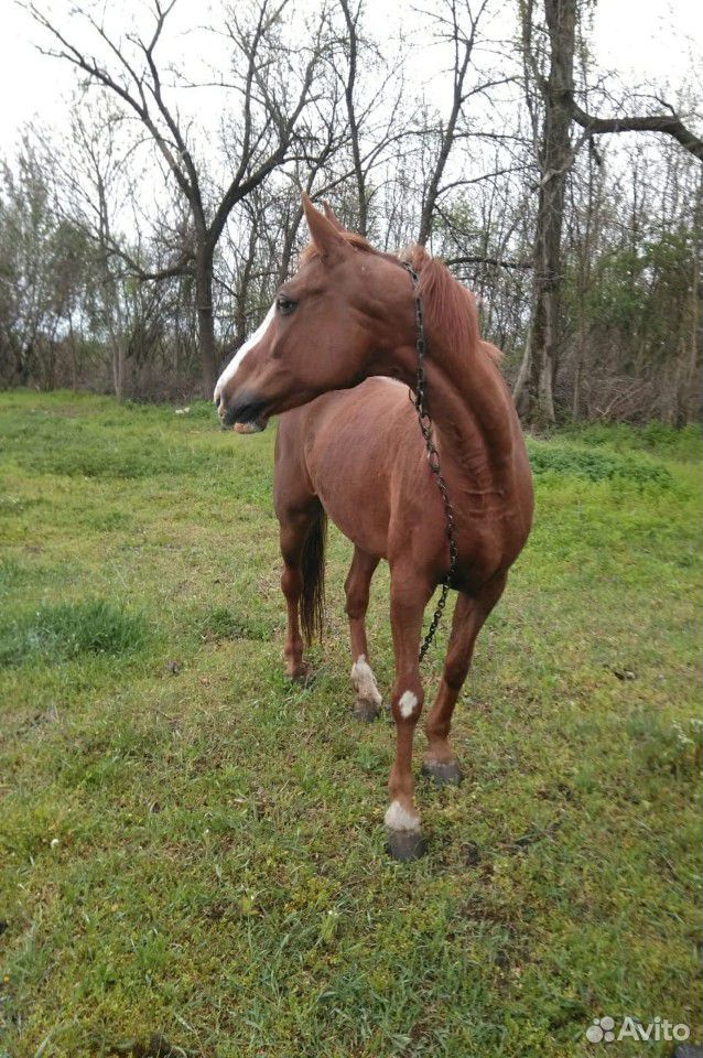 Продается лошадь купить на Зозу.ру - фотография № 4