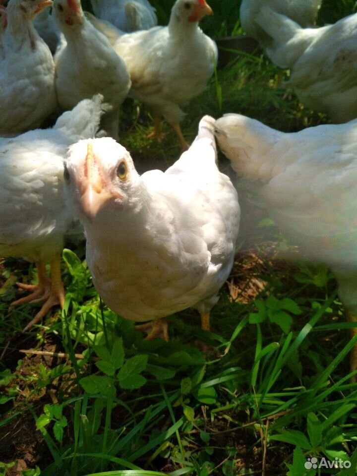 Инкубационное яйцо, цыплята купить на Зозу.ру - фотография № 2