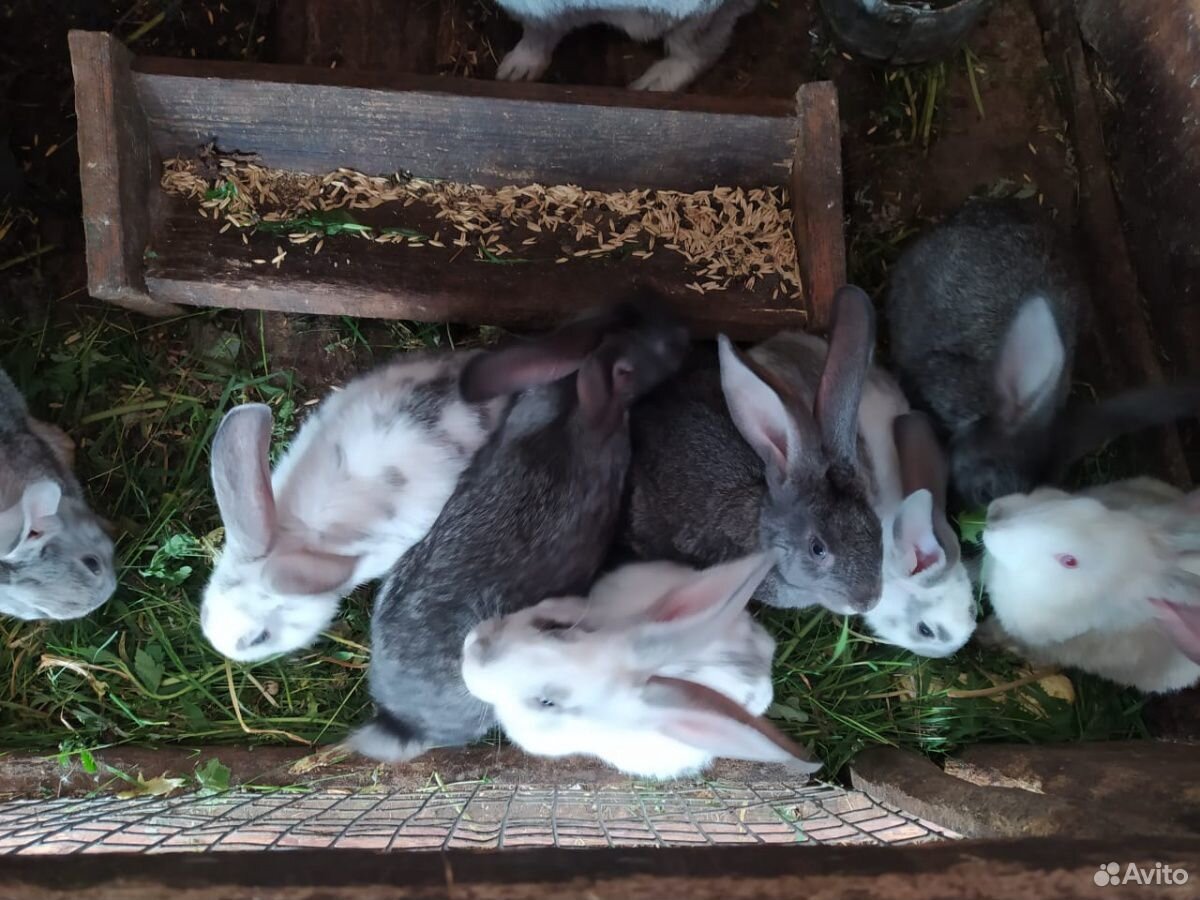 Кролики Великаны+Шиншиллы купить на Зозу.ру - фотография № 3