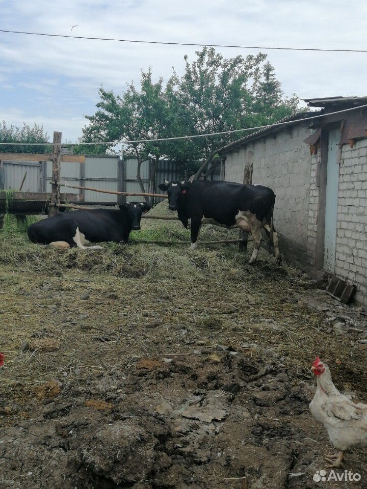 2 коровы купить на Зозу.ру - фотография № 2