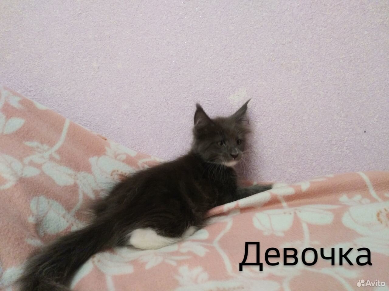 Котята мейн-куна купить на Зозу.ру - фотография № 3