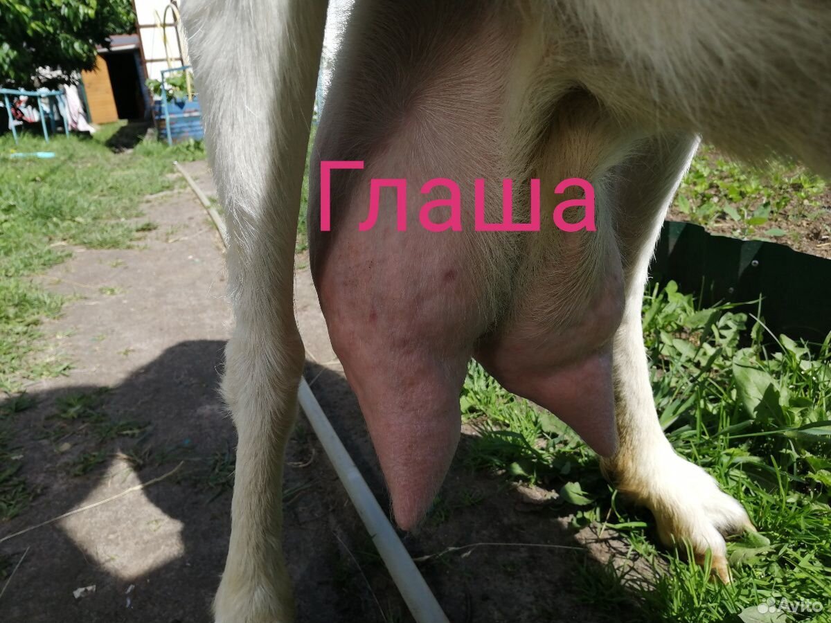 Дойные козы, высокоудойные купить на Зозу.ру - фотография № 5