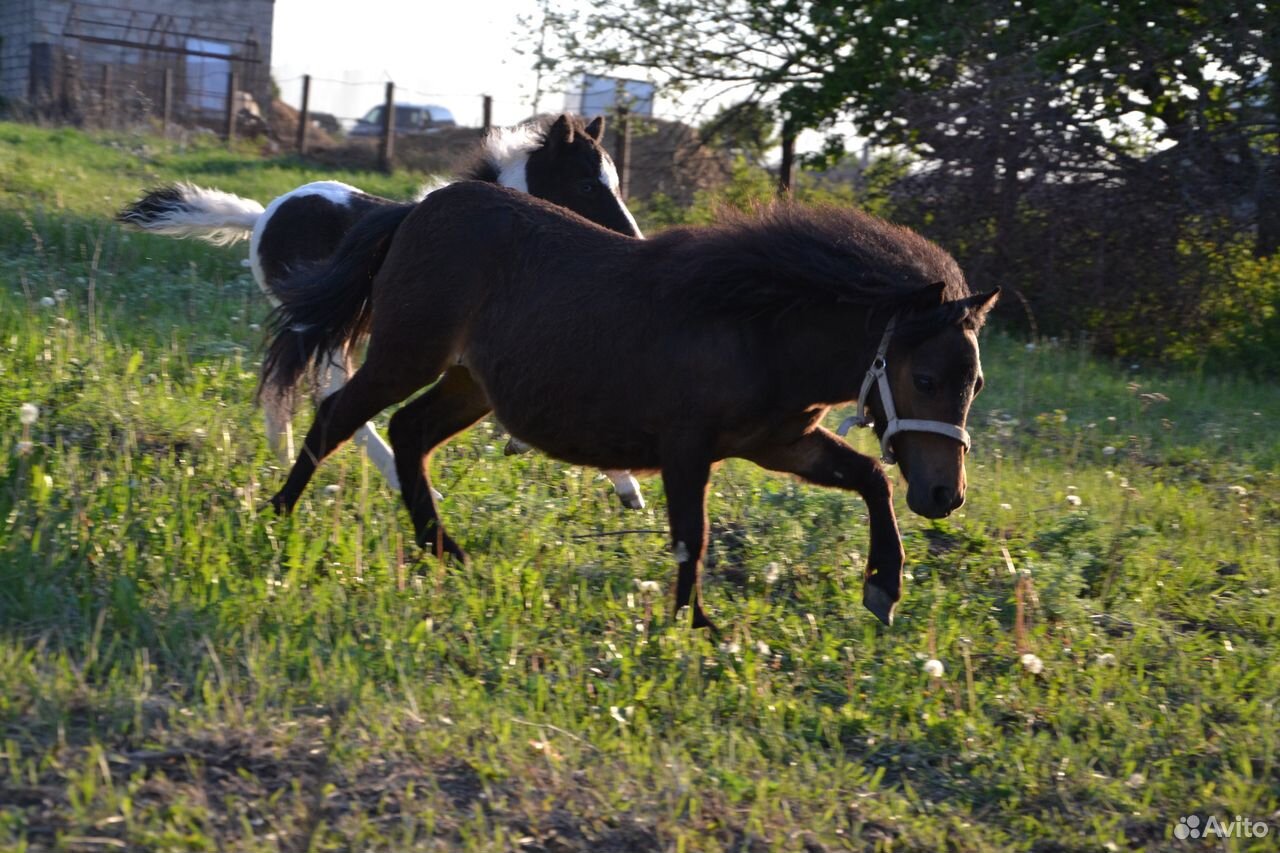 Шетлендские пони на продажу, пони-ферма купить на Зозу.ру - фотография № 2