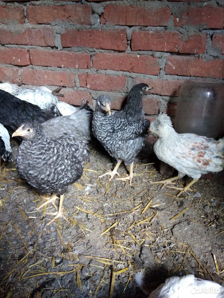 Цыплята подрощенные 3-3.5 мес купить на Зозу.ру - фотография № 1