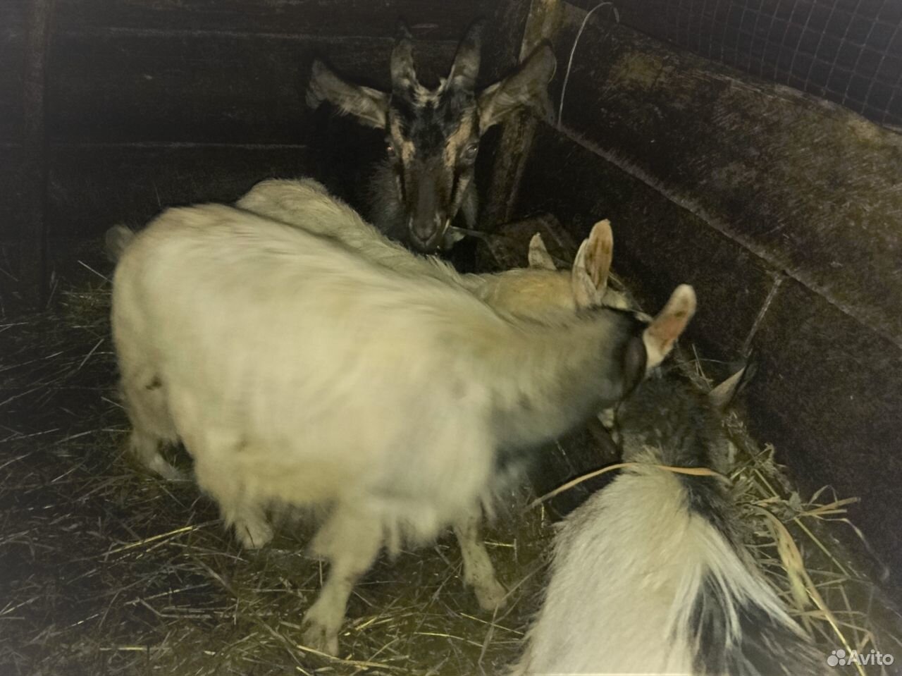 Продаются коза и 3 козлика купить на Зозу.ру - фотография № 2
