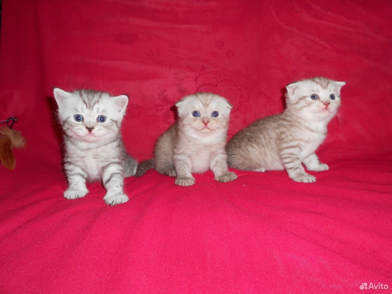 Шотланские котята купить на Зозу.ру - фотография № 3