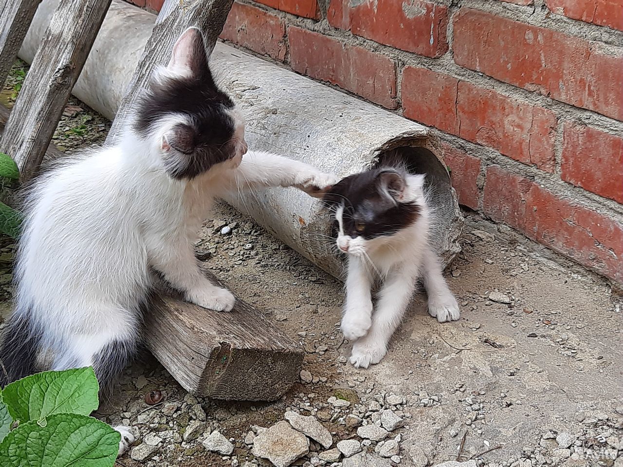 Кошечки дарю маленькое счастье купить на Зозу.ру - фотография № 10