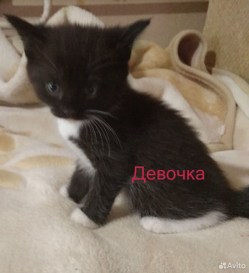 Отдадим котят в хорошие руки купить на Зозу.ру - фотография № 3
