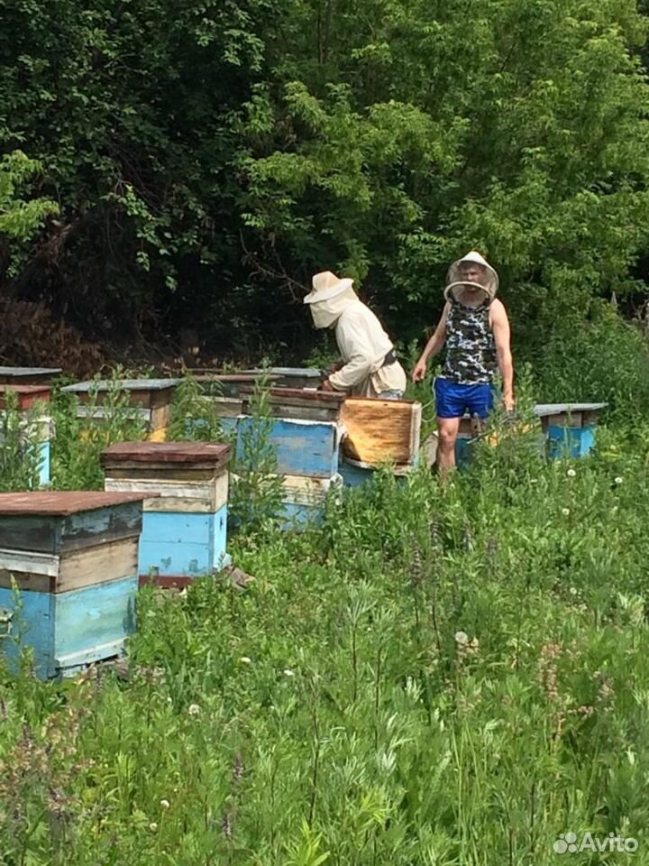Алтайский мед от пчеловода(опт,розница) купить на Зозу.ру - фотография № 2