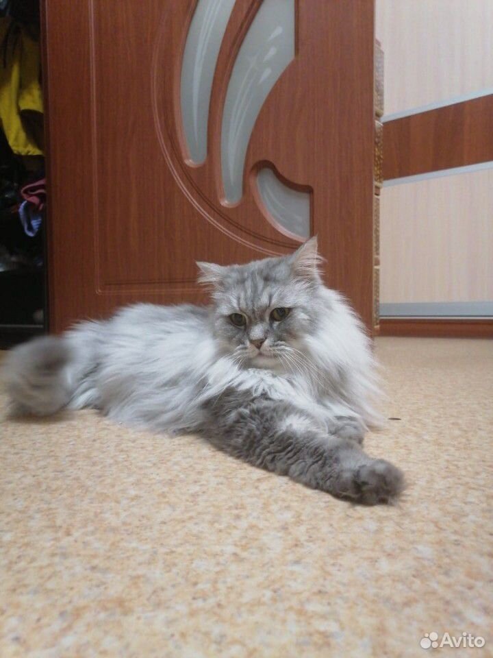 Персидский кот Ваня купить на Зозу.ру - фотография № 1