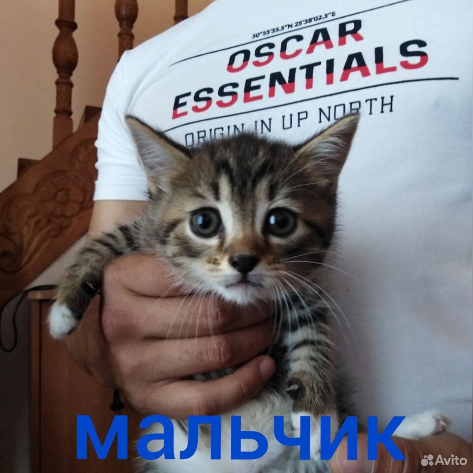 Котята-чертята в добрые руки купить на Зозу.ру - фотография № 3