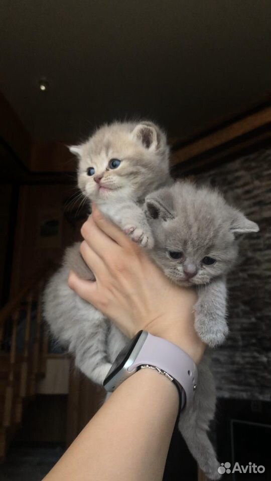 Британские мраморные котики купить на Зозу.ру - фотография № 5