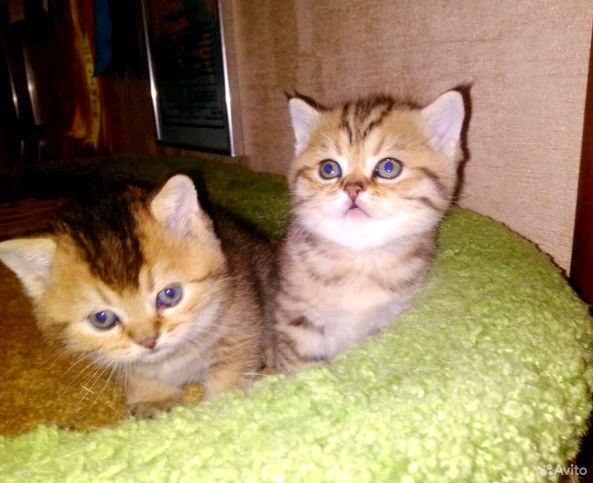 Шотландские золотые котята