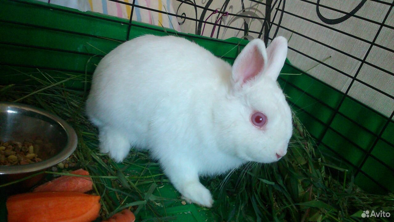 Кролик белый купить на Зозу.ру - фотография № 6