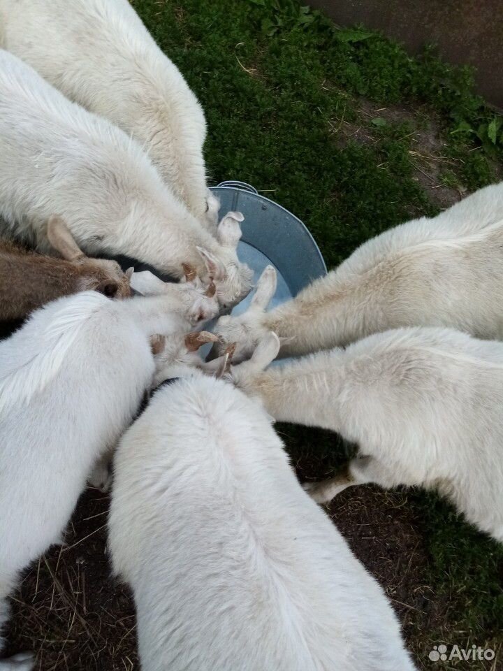 Козлята от зааненские коз возраст 4 месяца купить на Зозу.ру - фотография № 3
