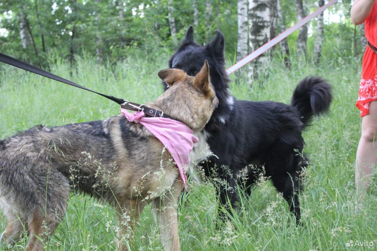 Позитивная собака в добрые руки купить на Зозу.ру - фотография № 4
