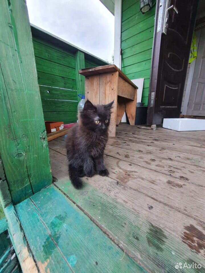Котенок кот купить на Зозу.ру - фотография № 3