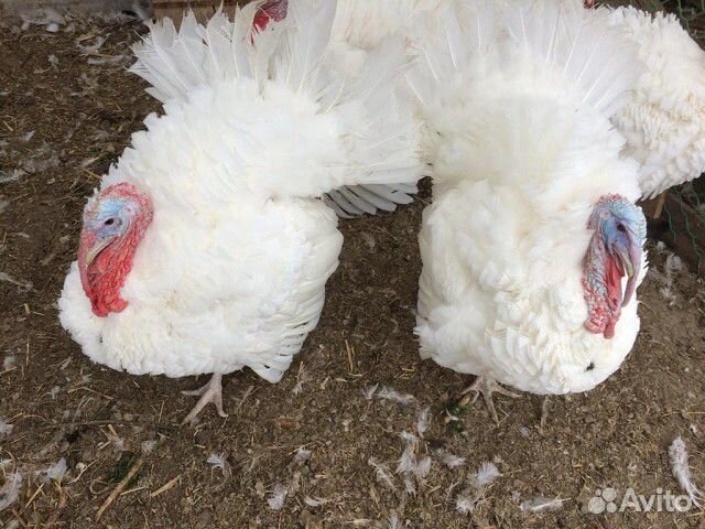 Купить Индюшат Белая Широкогрудая
