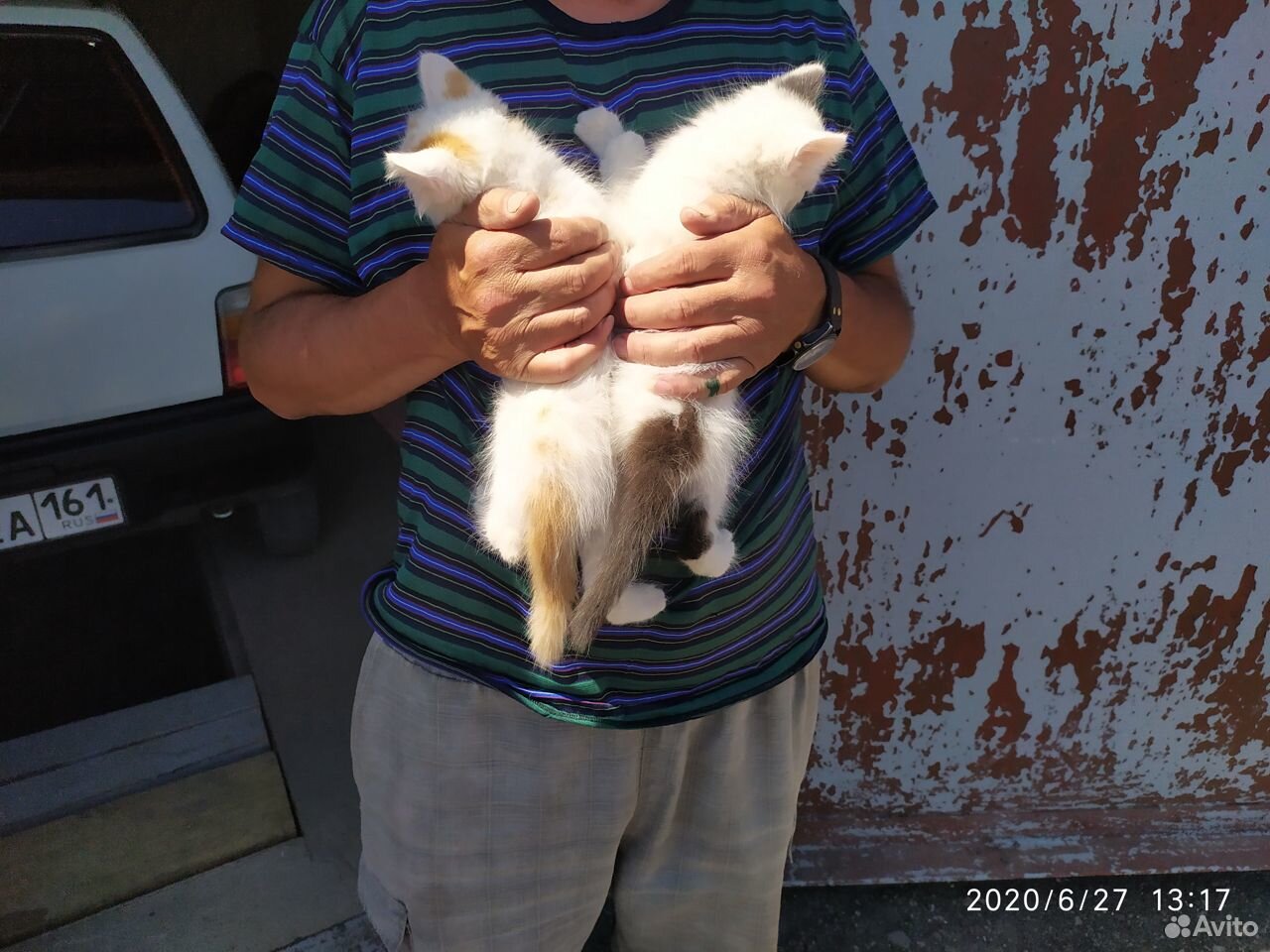Два котика ищут дом купить на Зозу.ру - фотография № 1