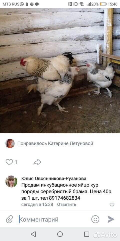 Инкубационное яйцо, кур породы родонит купить на Зозу.ру - фотография № 1