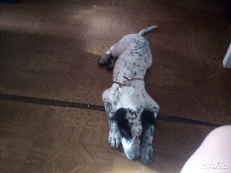 Собака Далматин мука 3 месяца привита купить на Зозу.ру - фотография № 1